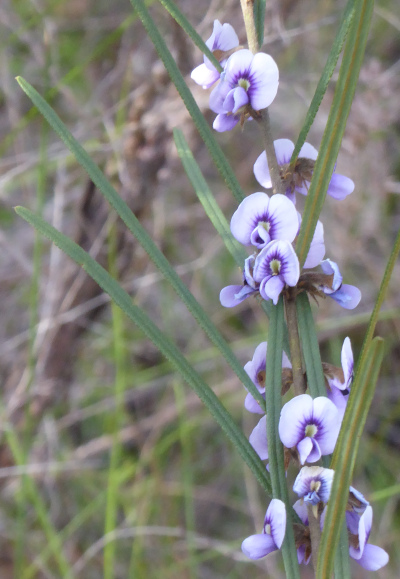  Hovea linearis flowers and leaves showing the long straight leaves