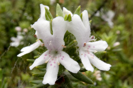 Three Coastal rosemary flowers showing the pink spots on white petals